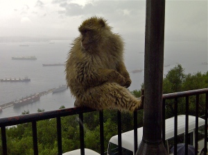 Monkey scoping out the scene